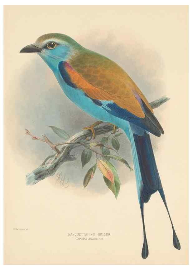 Reproducción/Reproduction 48706584862: A monograph of the Coraciidae, or family of the rollers.. Kent,The author,1893.. 
