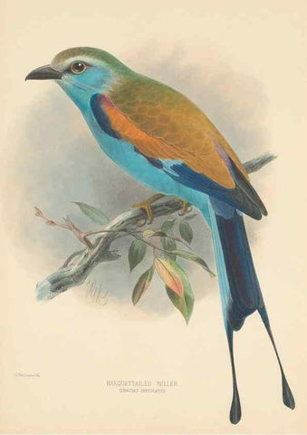 Reproducción/Reproduction 48706584862: A monograph of the Coraciidae, or family of the rollers.. Kent,The author,1893.. 