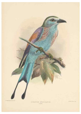 Reproducción/Reproduction 48706585242: A monograph of the Coraciidae, or family of the rollers.. Kent,The author,1893.. 