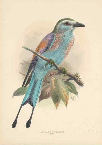 Reproducción/Reproduction 48706585242: A monograph of the Coraciidae, or family of the rollers.. Kent,The author,1893.. 