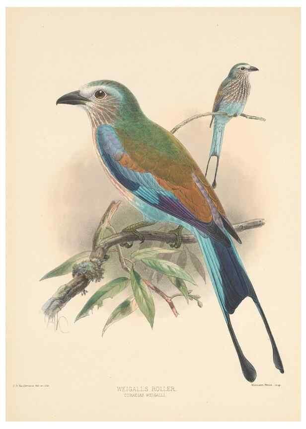 Reproducción/Reproduction 48706419496: A monograph of the Coraciidae, or family of the rollers.. Kent,The author,1893.. 