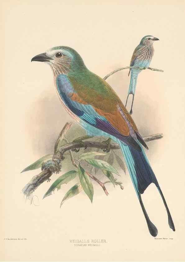 Reproducción/Reproduction 48706419496: A monograph of the Coraciidae, or family of the rollers.. Kent,The author,1893.. 