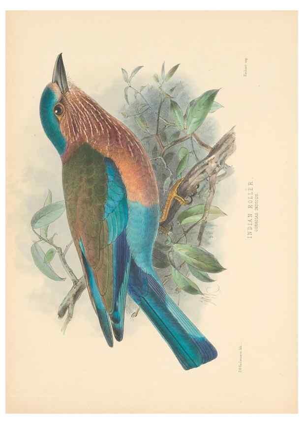 Reproducción/Reproduction 48706420471: A monograph of the Coraciidae, or family of the rollers.. Kent,The author,1893.. 