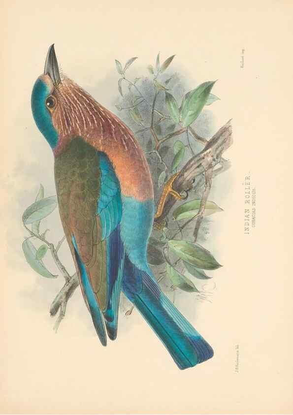 Reproducción/Reproduction 48706420471: A monograph of the Coraciidae, or family of the rollers.. Kent,The author,1893.. 