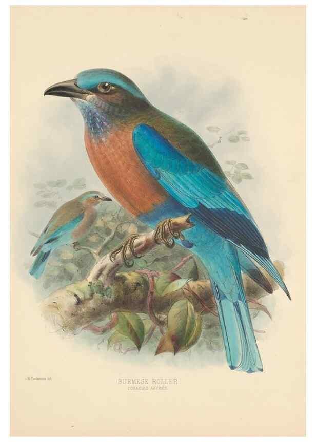Reproducción/Reproduction 48706085973: A monograph of the Coraciidae, or family of the rollers.. Kent,The author,1893.. 