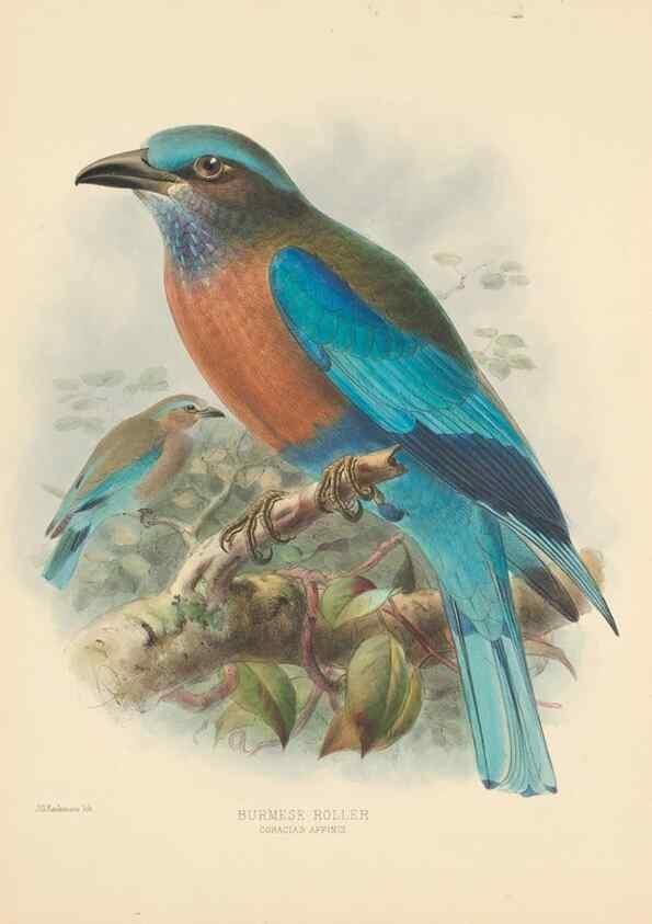 Reproducción/Reproduction 48706085973: A monograph of the Coraciidae, or family of the rollers.. Kent,The author,1893.. 