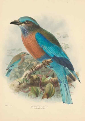 Reproducción/Reproduction 48706085973: A monograph of the Coraciidae, or family of the rollers.. Kent,The author,1893.. 