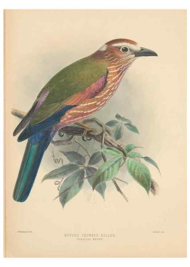 Reproducción/Reproduction 48706587662: A monograph of the Coraciidae, or family of the rollers.. Kent,The author,1893.. 
