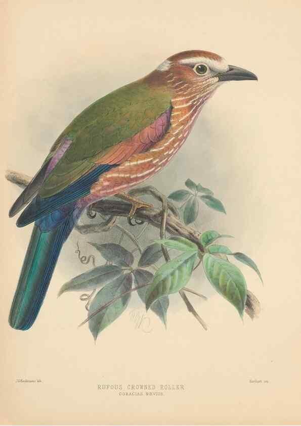 Reproducción/Reproduction 48706587662: A monograph of the Coraciidae, or family of the rollers.. Kent,The author,1893.. 