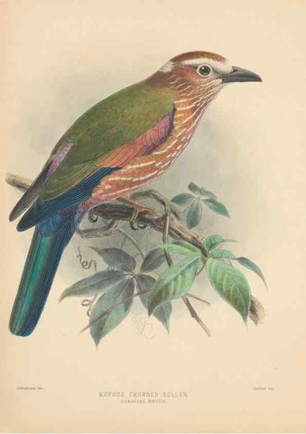 Reproducción/Reproduction 48706587662: A monograph of the Coraciidae, or family of the rollers.. Kent,The author,1893.. 
