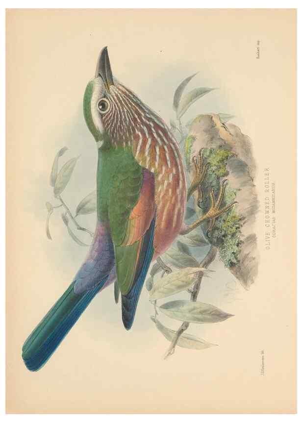 Reproducción/Reproduction 48706086803: A monograph of the Coraciidae, or family of the rollers.. Kent,The author,1893.. 