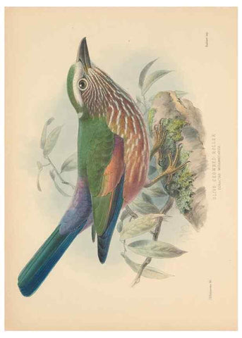 Reproducción/Reproduction 48706086803: A monograph of the Coraciidae, or family of the rollers.. Kent,The author,1893.. 