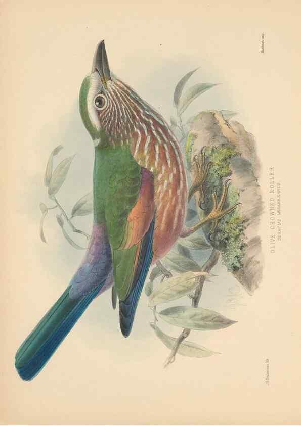 Reproducción/Reproduction 48706086803: A monograph of the Coraciidae, or family of the rollers.. Kent,The author,1893.. 