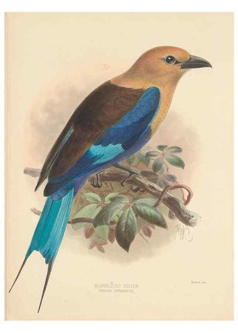 Reproducción/Reproduction 48706588427: A monograph of the Coraciidae, or family of the rollers.. Kent,The author,1893.. 