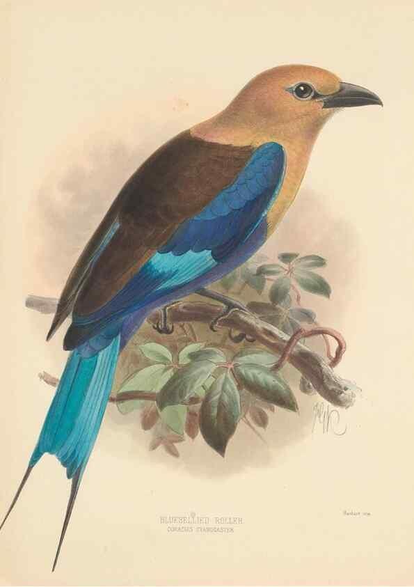 Reproducción/Reproduction 48706588427: A monograph of the Coraciidae, or family of the rollers.. Kent,The author,1893.. 