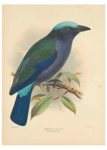 Reproducción/Reproduction 48706422491: A monograph of the Coraciidae, or family of the rollers.. Kent,The author,1893.. 