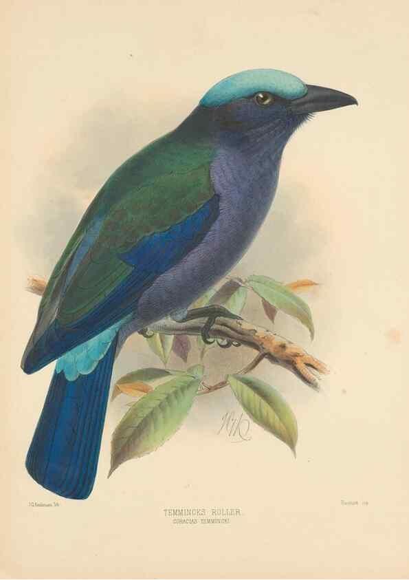 Reproducción/Reproduction 48706422491: A monograph of the Coraciidae, or family of the rollers.. Kent,The author,1893.. 