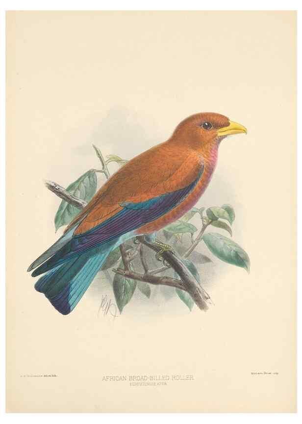 Reproducción/Reproduction 48706423181: A monograph of the Coraciidae, or family of the rollers.. Kent,The author,1893.. 
