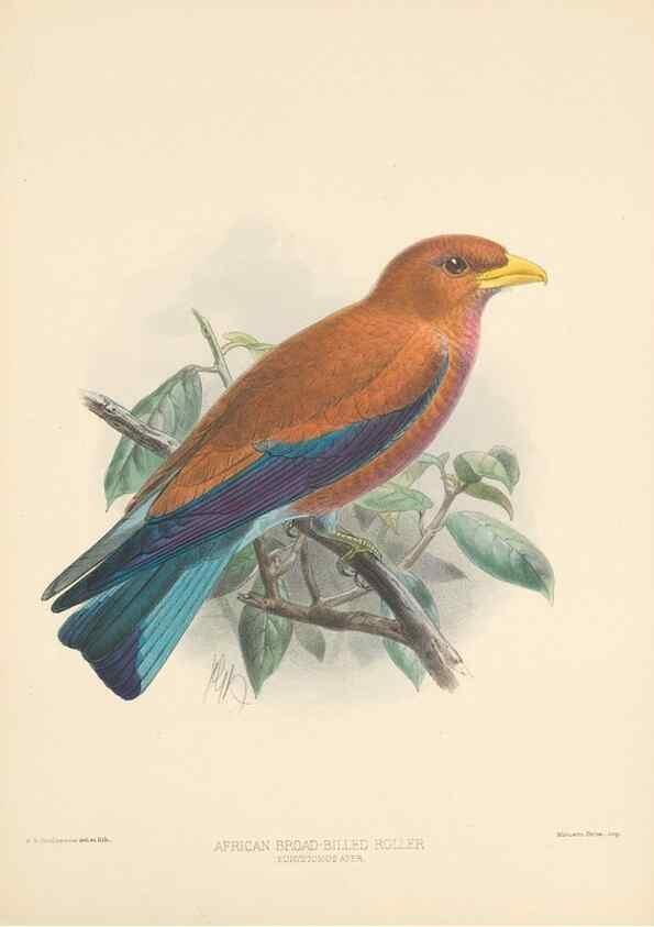 Reproducción/Reproduction 48706423181: A monograph of the Coraciidae, or family of the rollers.. Kent,The author,1893.. 