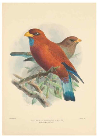 Reproducción/Reproduction 48706088653: A monograph of the Coraciidae, or family of the rollers.. Kent,The author,1893.. 