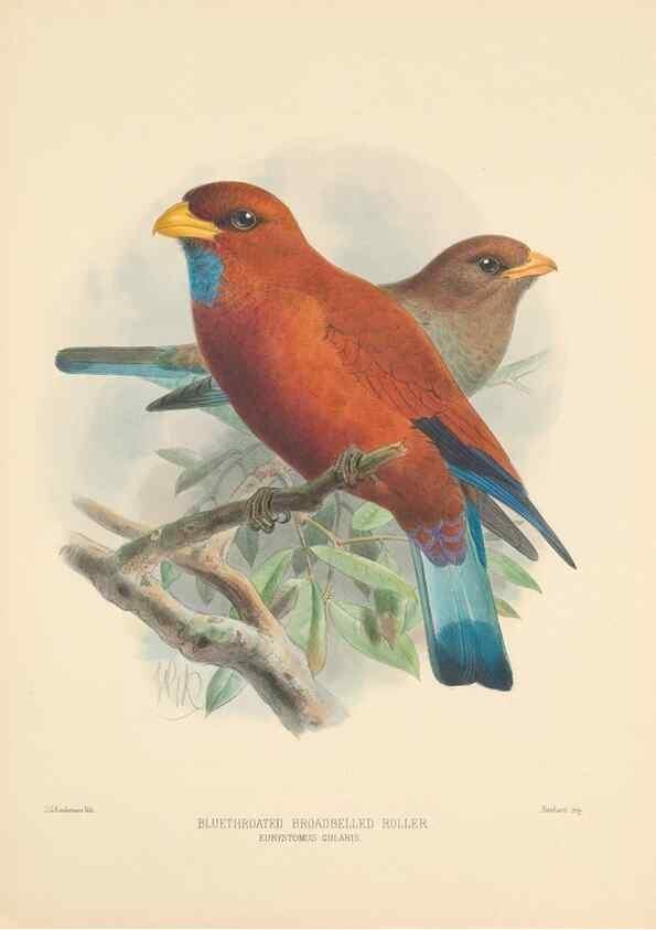 Reproducción/Reproduction 48706088653: A monograph of the Coraciidae, or family of the rollers.. Kent,The author,1893.. 
