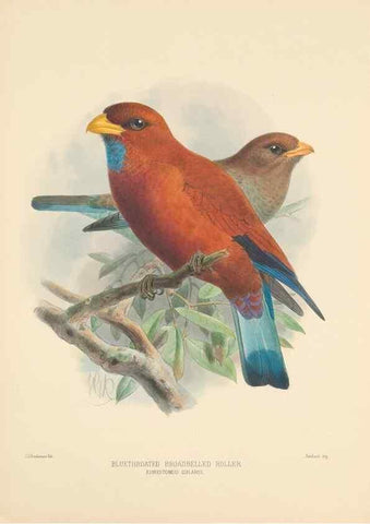 Reproducción/Reproduction 48706088653: A monograph of the Coraciidae, or family of the rollers.. Kent,The author,1893.. 