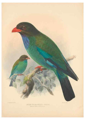 Reproducción/Reproduction 48706424196: A monograph of the Coraciidae, or family of the rollers.. Kent,The author,1893.. 