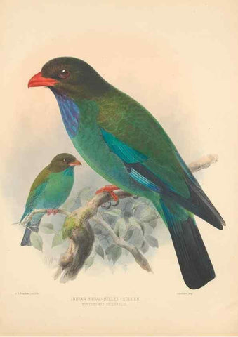 Reproducción/Reproduction 48706424196: A monograph of the Coraciidae, or family of the rollers.. Kent,The author,1893.. 