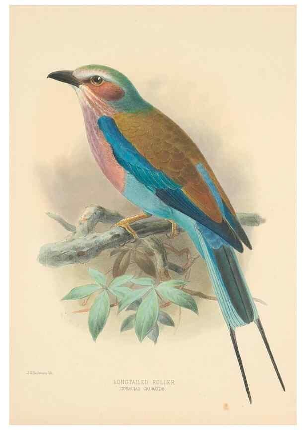 Reproducción/Reproduction 48706418166: A monograph of the Coraciidae, or family of the rollers.. Kent,The author,1893.. 