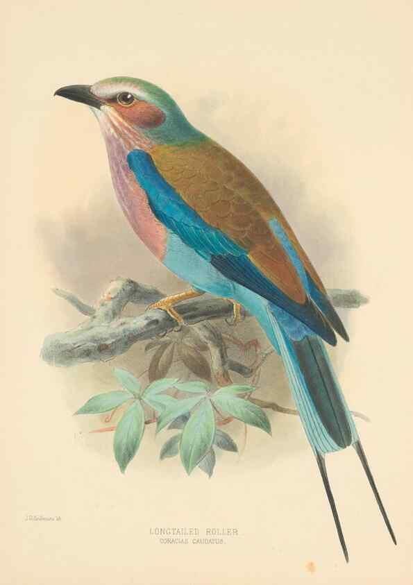 Reproducción/Reproduction 48706418166: A monograph of the Coraciidae, or family of the rollers.. Kent,The author,1893.. 