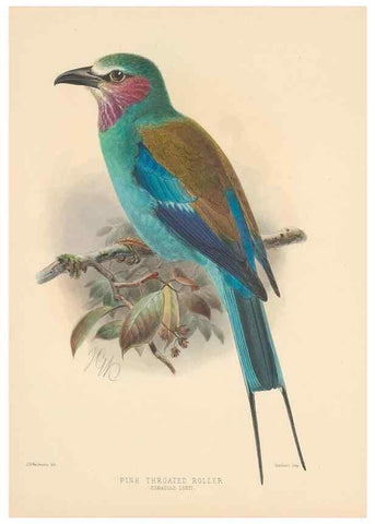 Reproducción/Reproduction 48706082858: A monograph of the Coraciidae, or family of the rollers.. Kent,The author,1893.. 