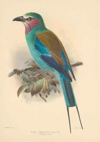 Reproducción/Reproduction 48706082858: A monograph of the Coraciidae, or family of the rollers.. Kent,The author,1893.. 