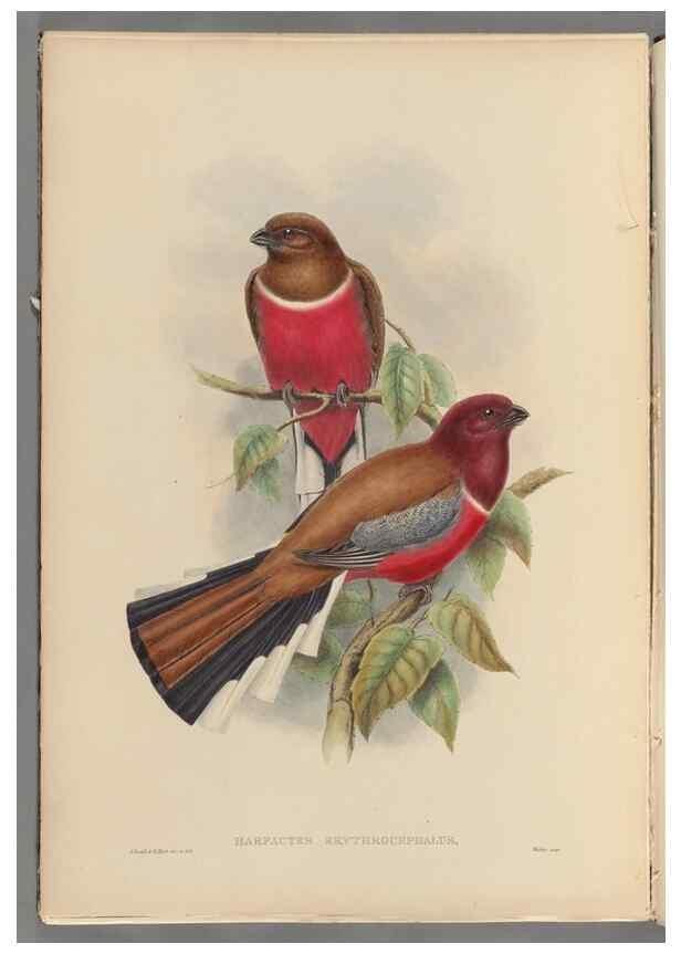 Reproducción/Reproduction 48706051203: A monograph of the Trogonidae or family of trogons.. London,1858-1875.. 