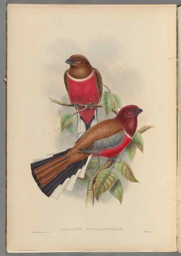 Reproducción/Reproduction 48706051203: A monograph of the Trogonidae or family of trogons.. London,1858-1875.. 