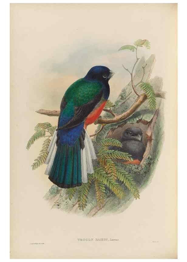 Reproducción/Reproduction 48706017818: A monograph of the Trogonidae or family of trogons.. London,1858-1875.. 