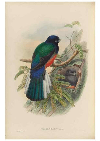 Reproducción/Reproduction 48706017818: A monograph of the Trogonidae or family of trogons.. London,1858-1875.. 