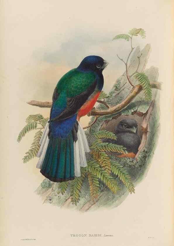 Reproducción/Reproduction 48706017818: A monograph of the Trogonidae or family of trogons.. London,1858-1875.. 