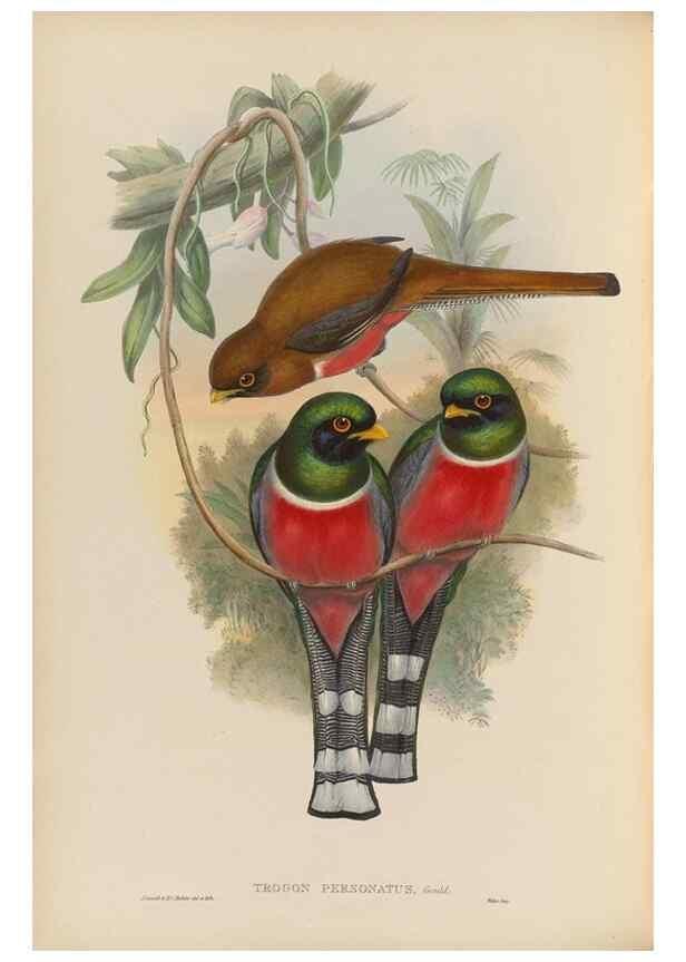 Reproducción/Reproduction 48706517957: A monograph of the Trogonidae or family of trogons.. London,1858-1875.. 