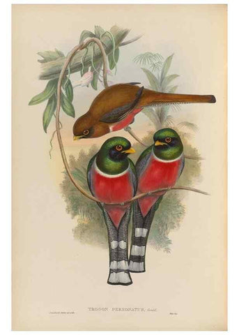 Reproducción/Reproduction 48706517957: A monograph of the Trogonidae or family of trogons.. London,1858-1875.. 