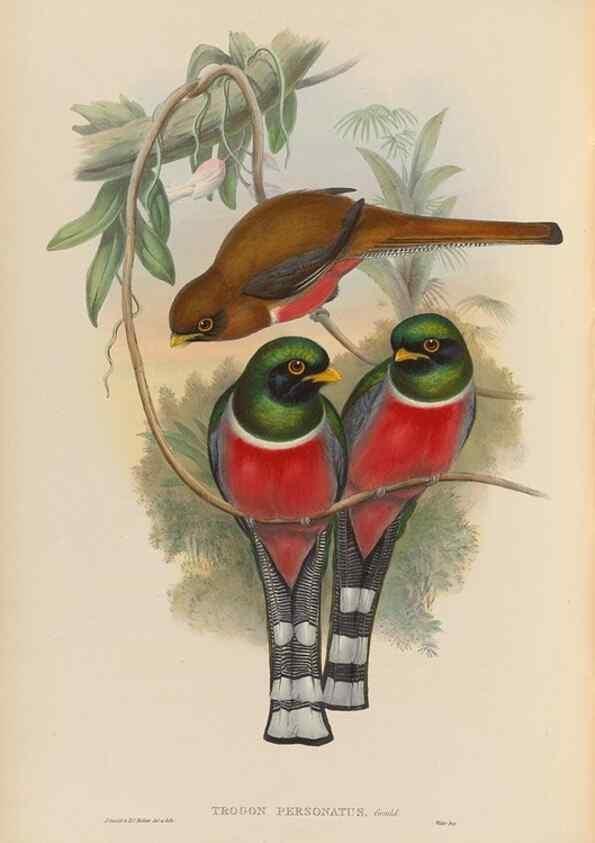 Reproducción/Reproduction 48706517957: A monograph of the Trogonidae or family of trogons.. London,1858-1875.. 