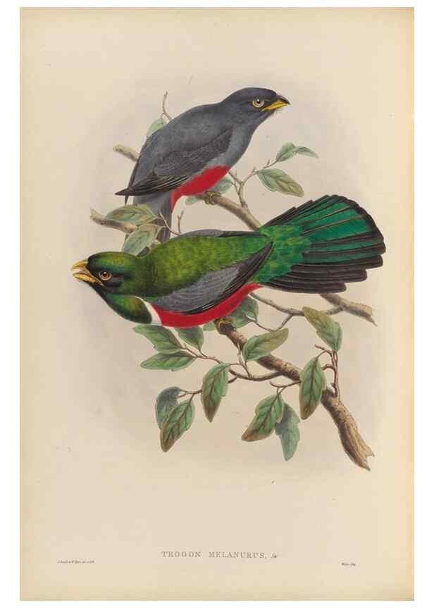 Reproducción/Reproduction 48706018663: A monograph of the Trogonidae or family of trogons.. London,1858-1875.. 