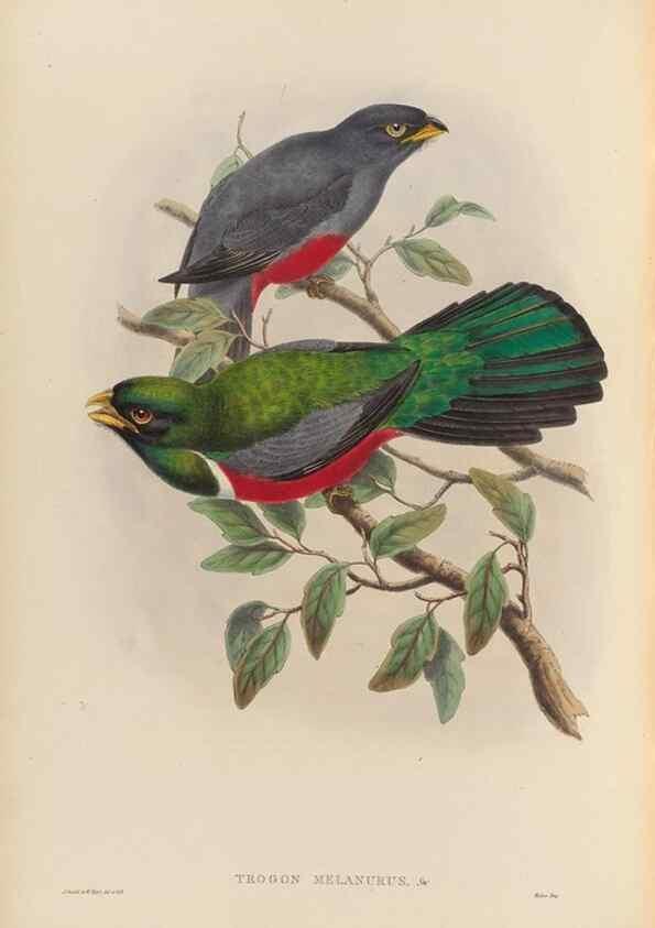 Reproducción/Reproduction 48706018663: A monograph of the Trogonidae or family of trogons.. London,1858-1875.. 