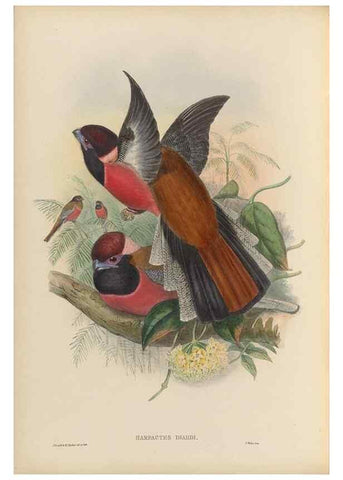 Reproducción/Reproduction 48706351491: A monograph of the Trogonidae or family of trogons.. London,1858-1875.. 