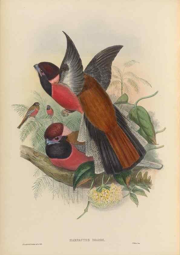 Reproducción/Reproduction 48706351491: A monograph of the Trogonidae or family of trogons.. London,1858-1875.. 