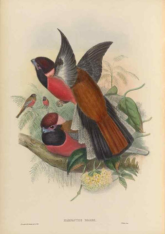Reproducción/Reproduction 48706351491: A monograph of the Trogonidae or family of trogons.. London,1858-1875.. 