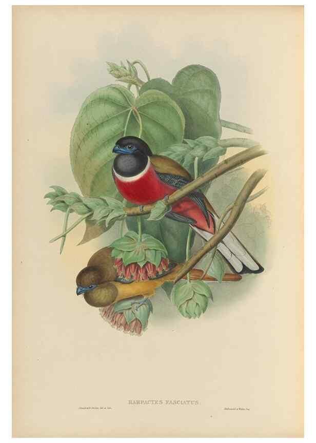 Reproducción/Reproduction 48706519172: A monograph of the Trogonidae or family of trogons.. London,1858-1875.. 