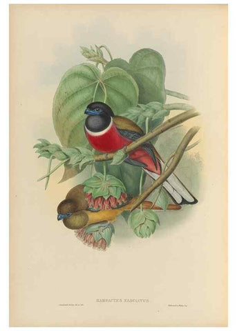 Reproducción/Reproduction 48706519172: A monograph of the Trogonidae or family of trogons.. London,1858-1875.. 