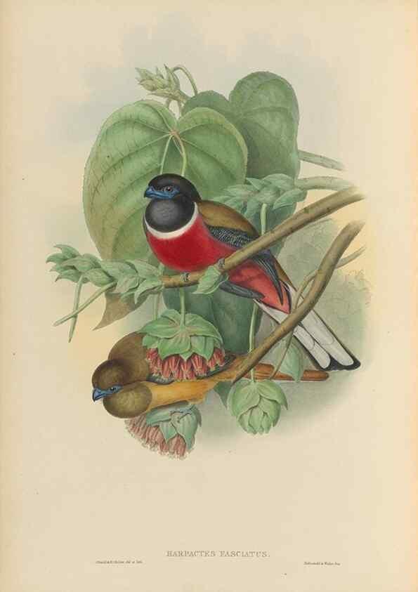 Reproducción/Reproduction 48706519172: A monograph of the Trogonidae or family of trogons.. London,1858-1875.. 
