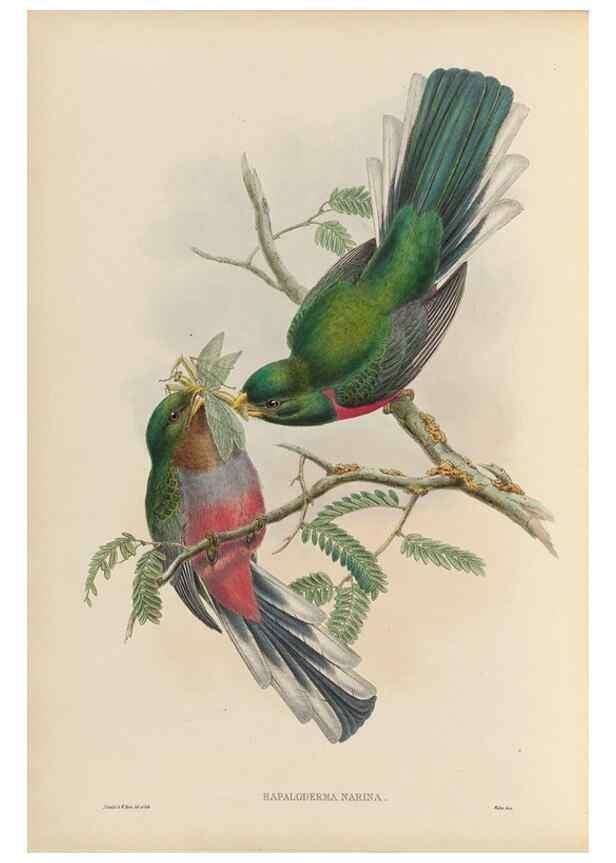 Reproducción/Reproduction 48706019813: A monograph of the Trogonidae or family of trogons.. London,1858-1875.. 