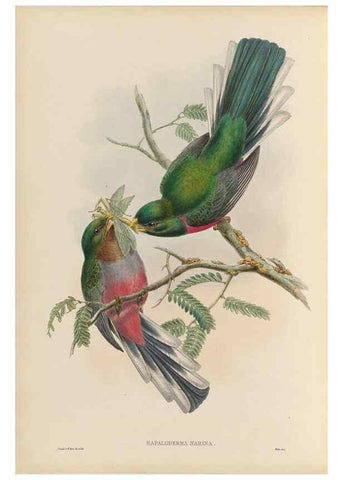 Reproducción/Reproduction 48706019813: A monograph of the Trogonidae or family of trogons.. London,1858-1875.. 